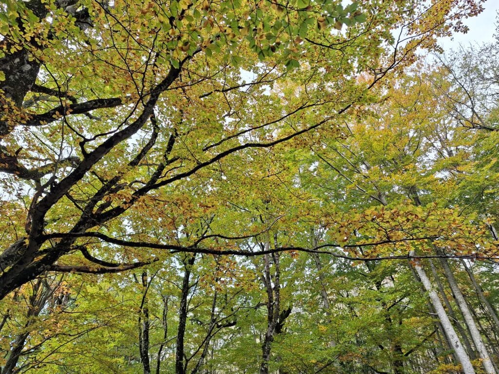 Forêt relaxante, bien-être idéal pour une retraite initiatique